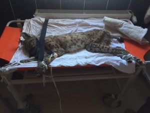 Avcılar Tarafından Vurulan Vaşak Telef Oldu