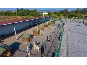 Sokak Hayvanlarının Tedavisi İçin İş Birliği Yaptılar