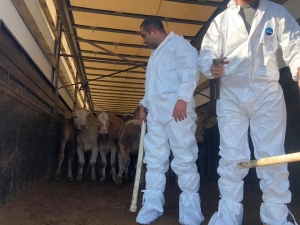 20 Genç Çiftçiye 100 Büyükbaş Hayvan Dağıtıldı