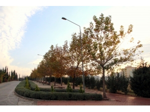 Üniversite Kampüsünde Sonbahar