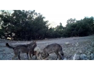Erzincan’da Yaban Hayatı "Fotokapan"la Görüntülendi