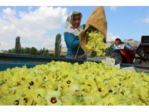 ’Çeyrek Altın’ Üretimi 2 Bin Tondan Fazla