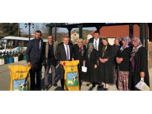 Üreticilere İtalyan Çimi Tohumu Dağıtıldı