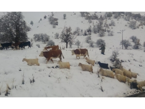 Tunceli’nin İlçelerinde Kar Etkili Oldu