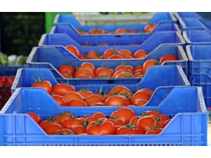 Domateste Rüya Kabusa Dönmesin Çabası