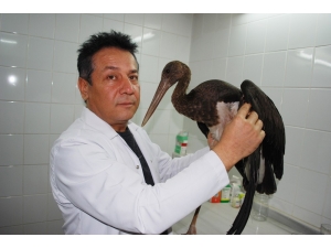 Manisa’da Yaralı Bulunan Kara Leylek Tedaviye Alındı