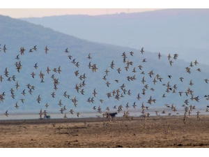 Serçin’in Yeni Ziyaretçileri Kuğular Oldu