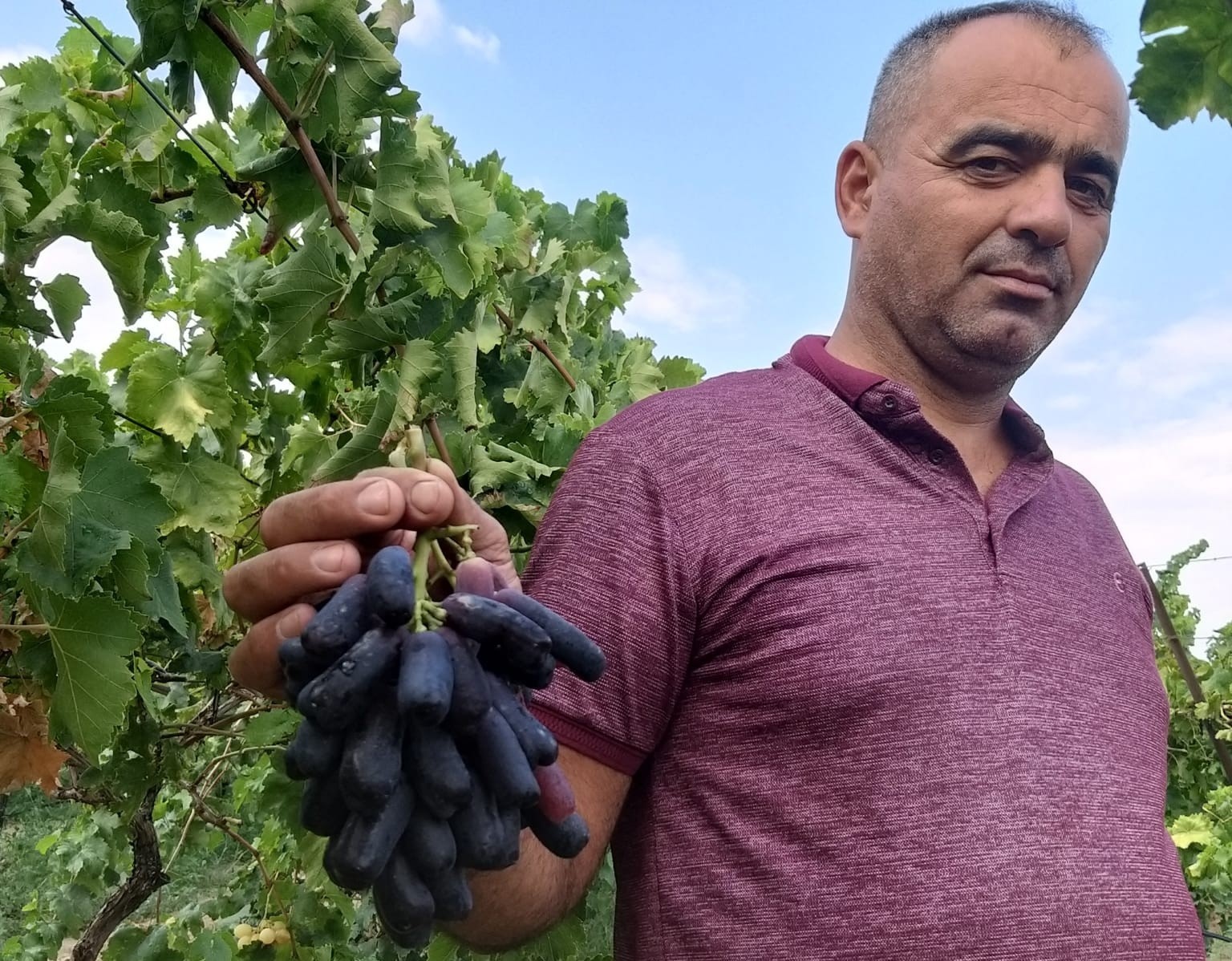 sarigol-de-yeni-uzum-cesidi-merak-uyandirdi