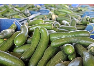 Antalya’nın ’Kasım’ Sıcağı, Salatalık Fiyatını 4 Kat Dibe Çekti