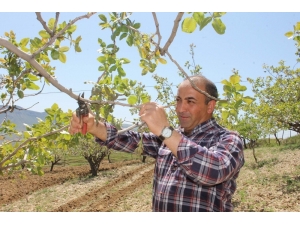 Siirtli Çiftçilere Budama Ve Gübreleme Eğitimi Verilecek
