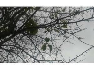 Erik Ağacı Çiçek Açıp Meyve Verdi