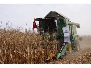 Altıntaş’ta Danelik Mısır Tarla Günü