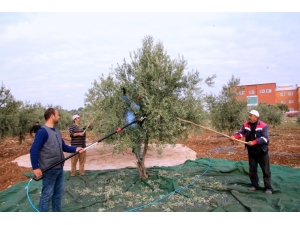 Kilis 7 Aralık Üniversitesi’nde Zeytin Hasadı Başladı