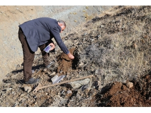 Ters Lale Tohumları Toprakla Buluştu