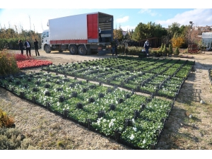 Odunpazarı Çiçek Bahçesi Gibi