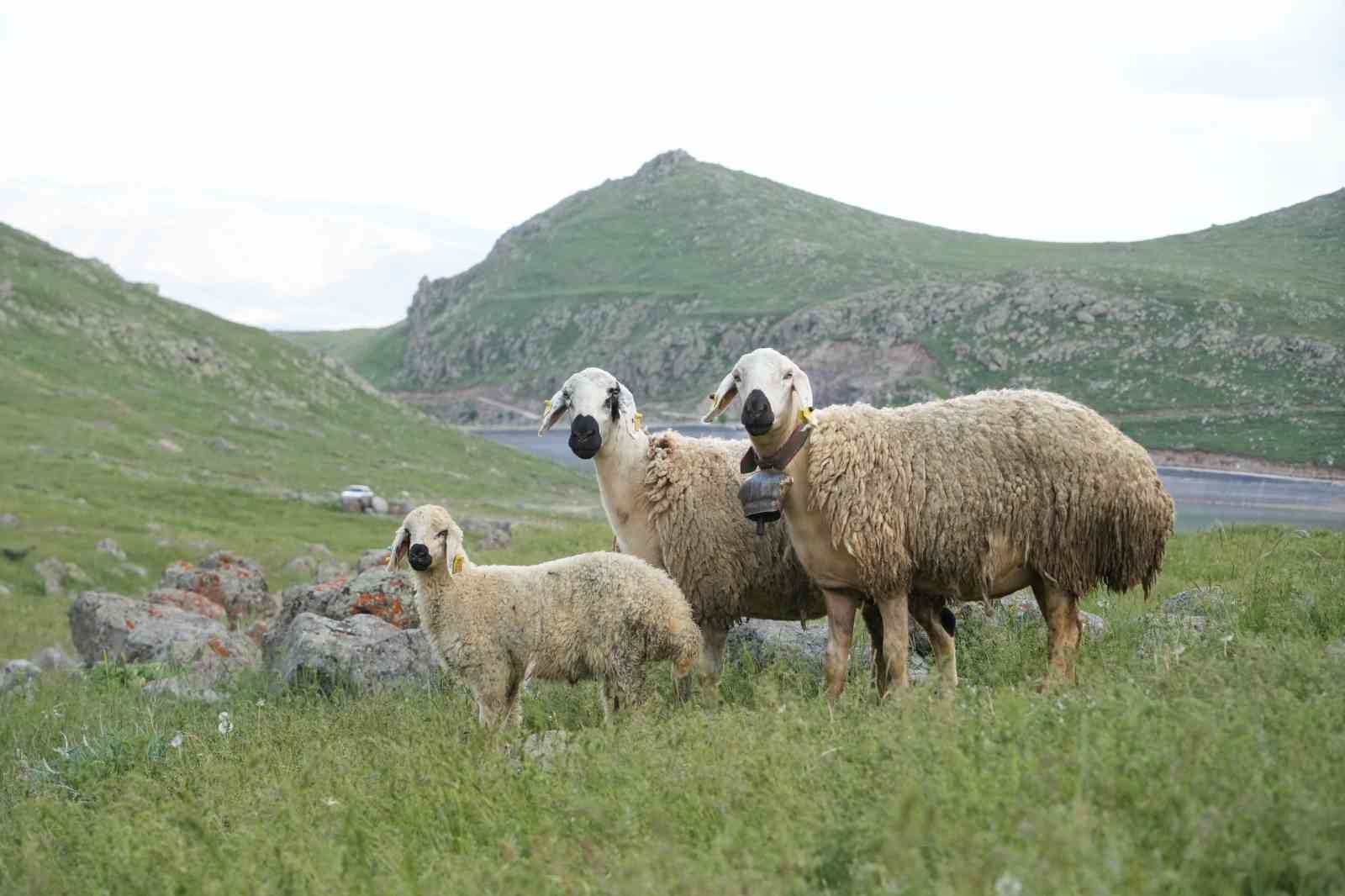 nigde-de-kucukbas-hayvanciliga-dev-destek
