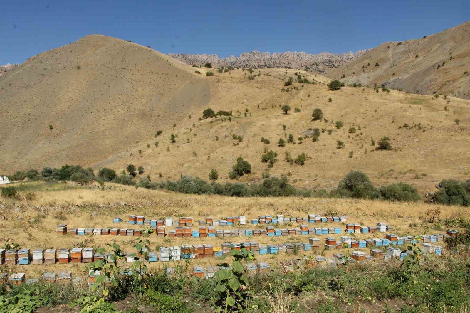 sirnak-daglarindan-londra-ya-uzanan-altin-hikaye