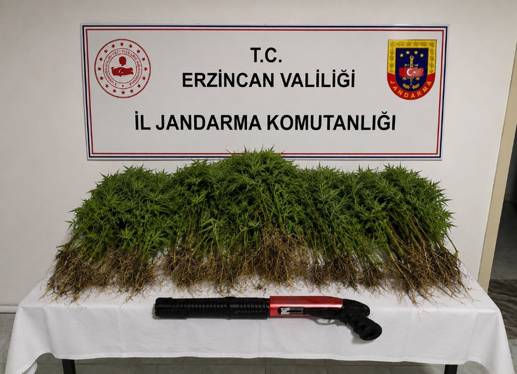 tercan-da-uyusturucu-operasyonunda-174-kok-kenevir-ele-gecirildi