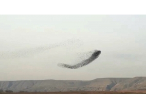 Kuşların Gökyüzündeki Muhteşem Dansı