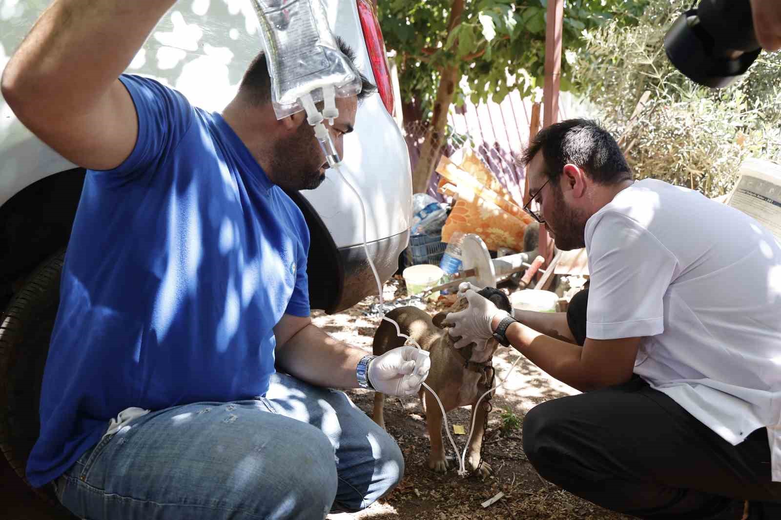 kumluca-da-yangindan-etkilenen-hayvanlara-yerinde-mudahale