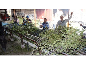 Defne Yaprağı Dünyaya İhraç Ediliyor