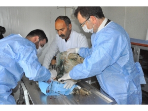 Yaralı Baykuşu Rektör Ameliyat Etti