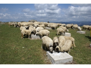 Genç Çiftçilere 21 Milyon