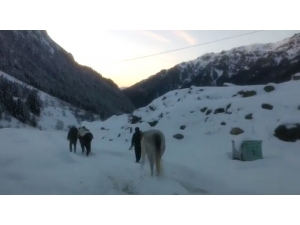 Rize’de Yaylada Terk Edilen 2 At Donmak Üzereyken Kurtarıldı