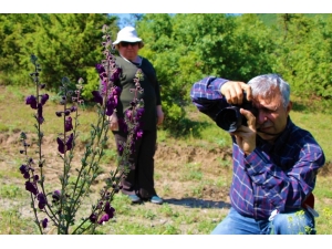 Amasya Bitki Örtüsü Zengini