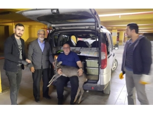 Yol Kenarında Bulduğu Yaralı Karaca İçin Seferber Oldu