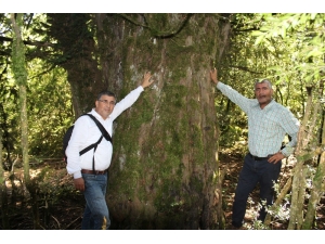 2 Bin 700 Yıllık "Porsuk" Ağacı