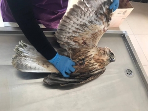 Ardahan’da Avcılar Tarafından Vurulan Şahin, Kars’ta Tedavi Altına Alındı