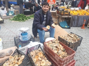 Melki Mantarı Bereketi