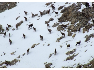 Tunceli’de ’Şamua’lar Sürü Halinde Görüntülendi