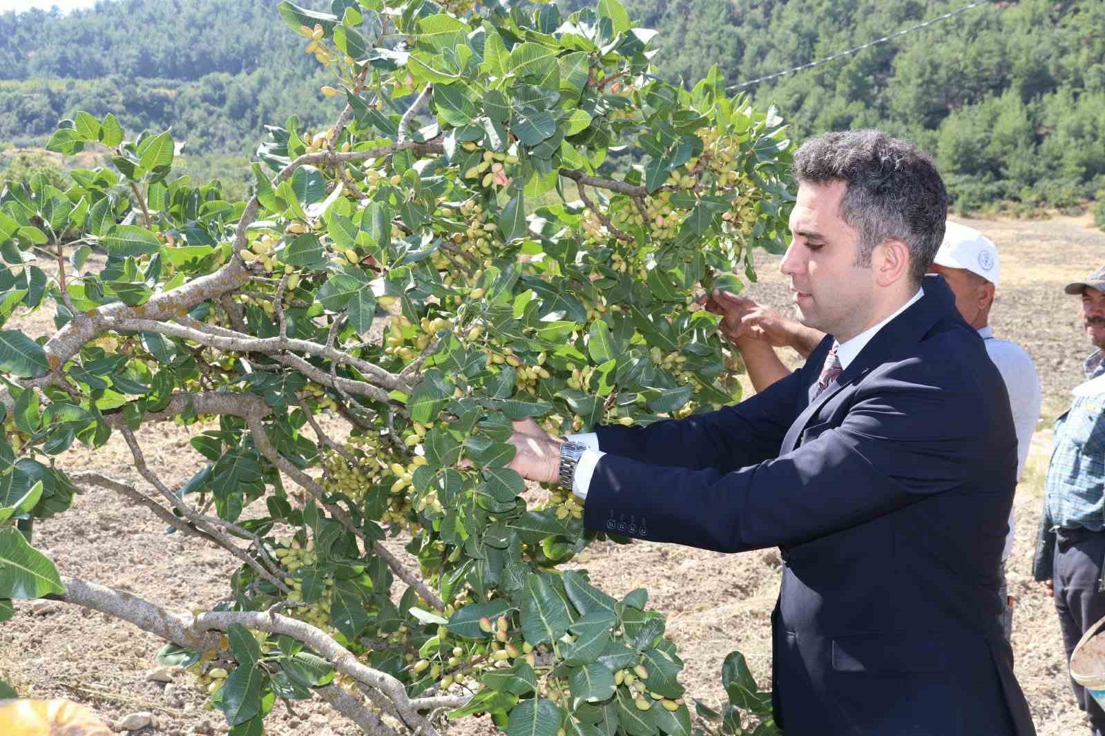 selendi-nin-yesil-altin-in-da-hasat-basladi