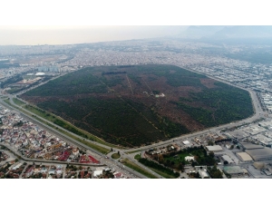 Yapılaşma Sebebiyle 88 Yılda 10 Kat Küçüldü, Rehabilite Edildi, Meyve Verdi