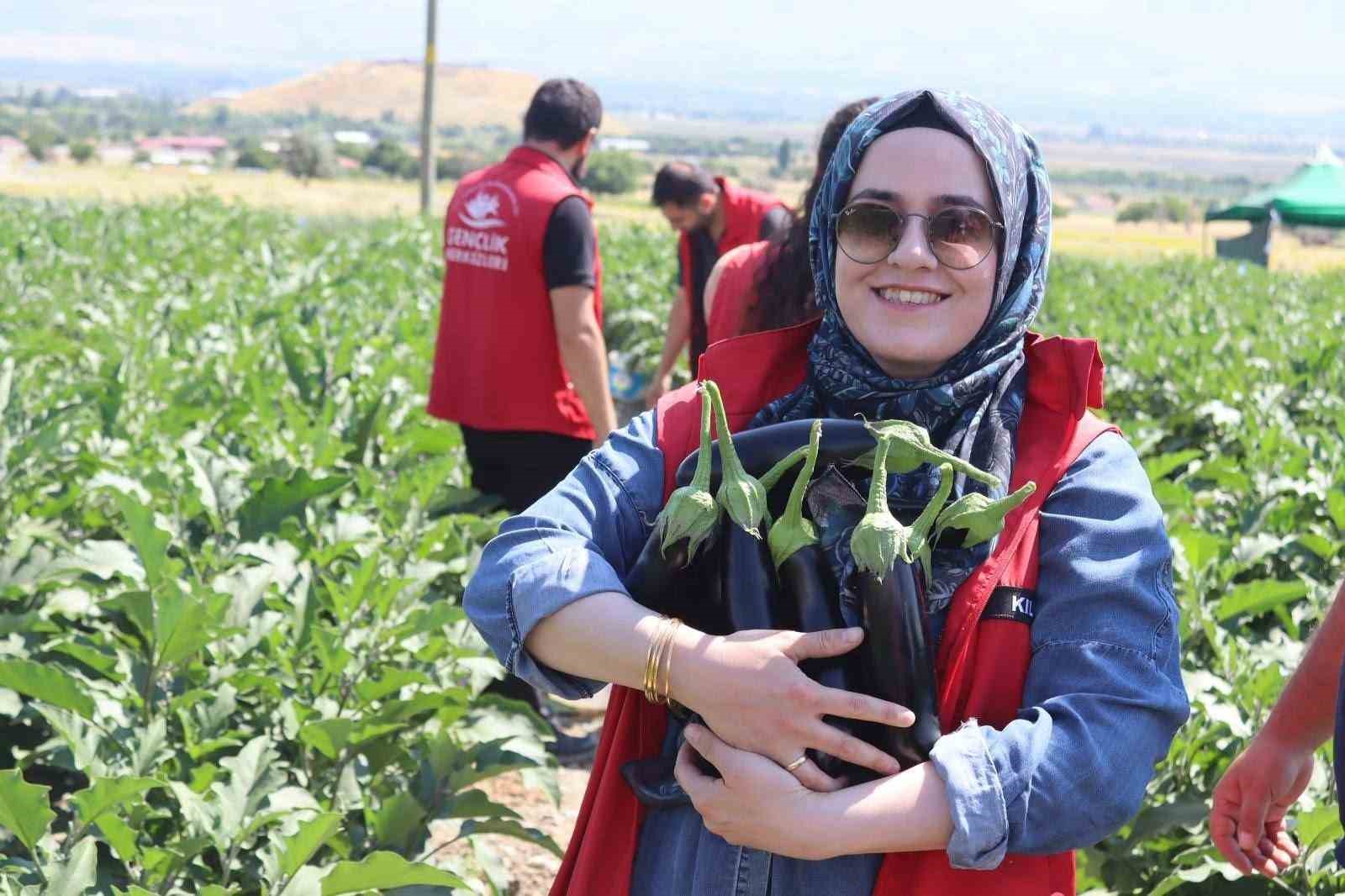 genclik-merkezi-gonulluleri-patlican-hasadina-katildi
