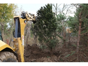 Metro Proje Alanındaki Ağaçlar Özenle Taşınıyor