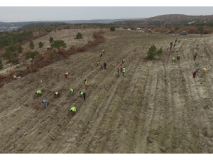 Fidan Dikim Sahalarında Kontrol