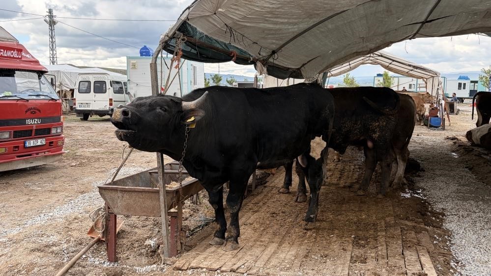 kayseri-de-53-bin-284-adet-kurban-kesildi
