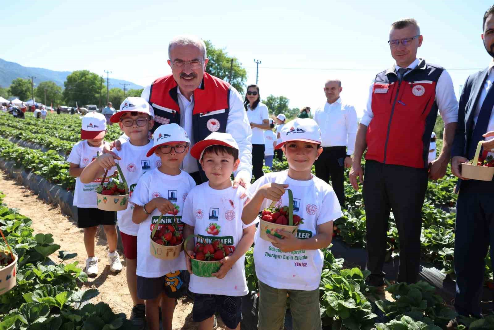 meshur-yenice-cileginin-hasadi-yapildi