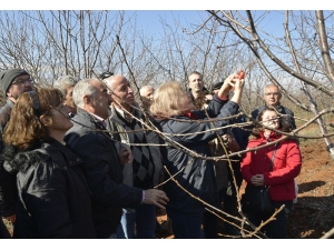 Tepebaşı Belediyesi’nden Budama Eğitimi Başlıyor