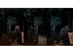 Uludağ’da Aç Kalan Ayılar Yiyecek Aramaya Çıktı