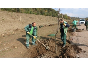 Umuttepe Kampüsü Yeşilleniyor