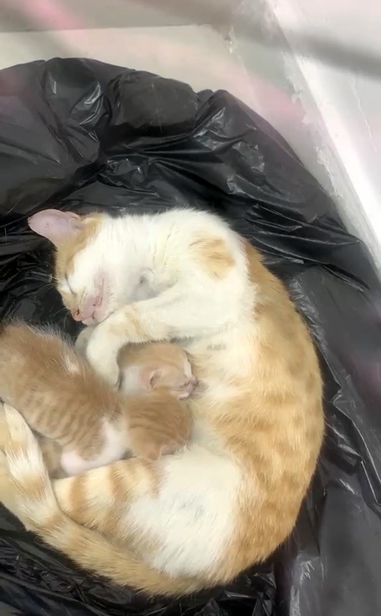 anne-kedi-yavrulariyla-sosyal-yardimlasma-vakfi-na-sigindi