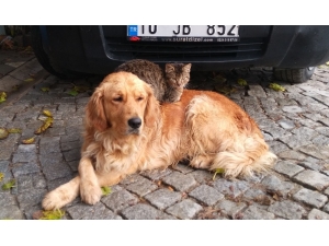 Köpek İle Kedinin Kıskandıran Dostluğu