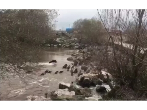 Nehri Yüzerek Geçen Domuzlar Böyle Görüntülendi