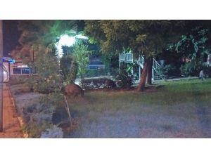 Domuz Sürüsü Şehre İndi