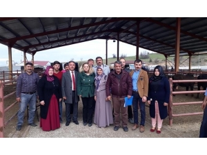 Genç Çiftçilere 100 Baş Manda Teslim Edildi