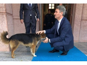 Vali Aydın Baruş’un Hayvan Sevgisi